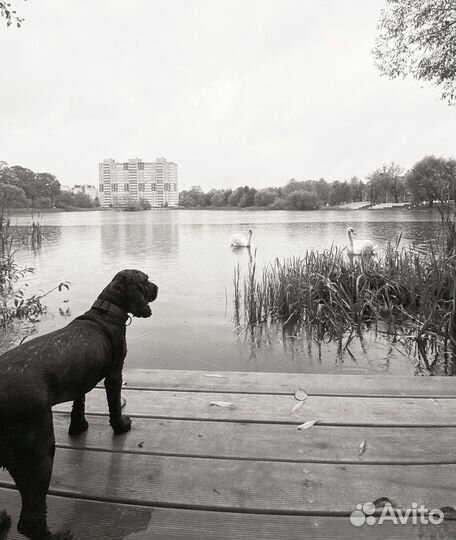 Англиский кокер спаниель