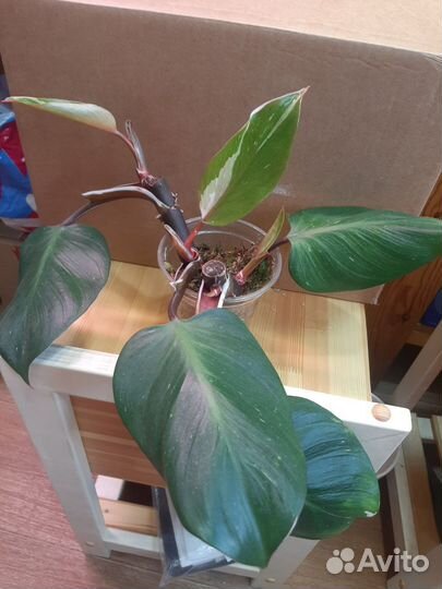 Филодендрон Белый рыцарь knight