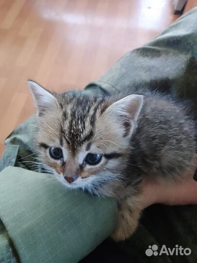 Котенок девочка в добрые руки