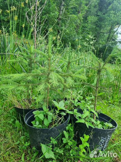 Ель северная