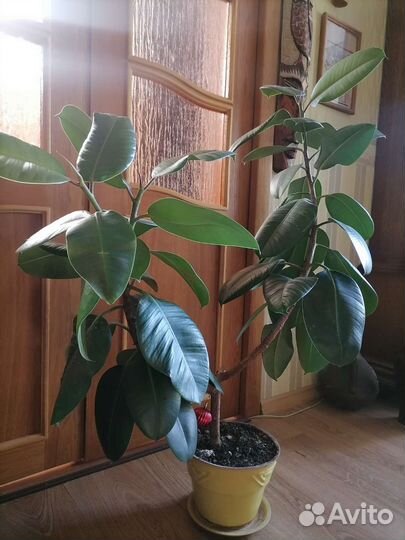 Фикус каучуконосный большой