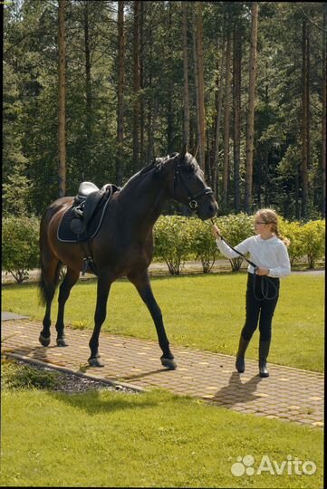 Лошадка Амиго