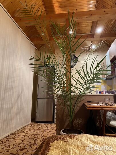 Финиковая пальма