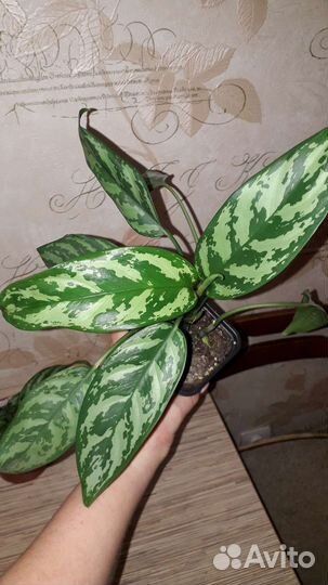 Аглаонема Сильвер Квин, комнатные растения