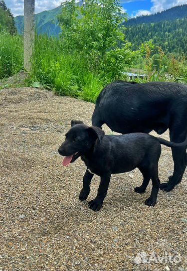 Щенки лабрадора