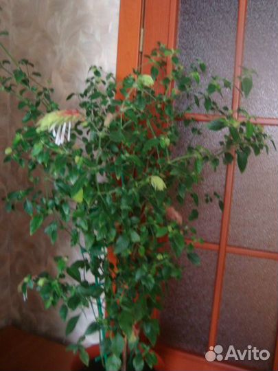 Белоперона и Абутилон (Китайский клен