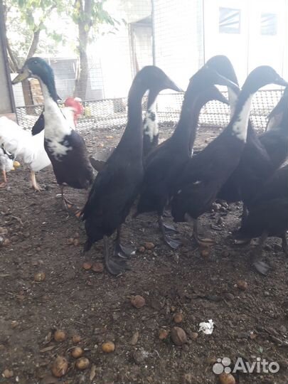 Индийские бегуны (бегунки) утки