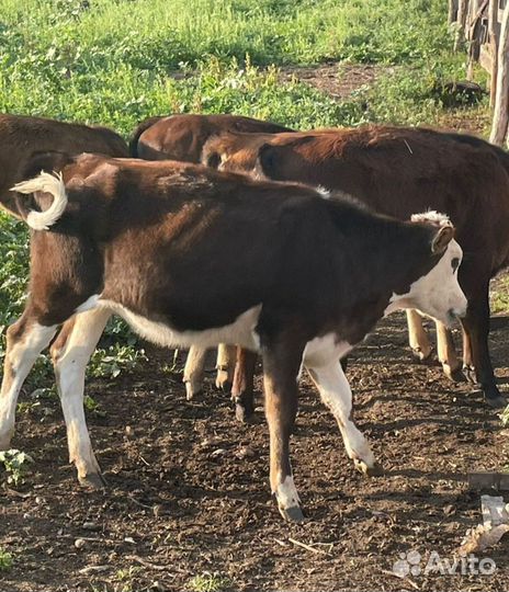 Тëлочка и бычок