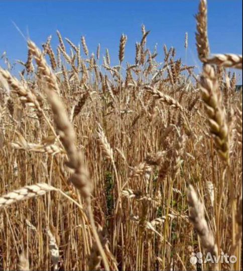 Зерно ячмень