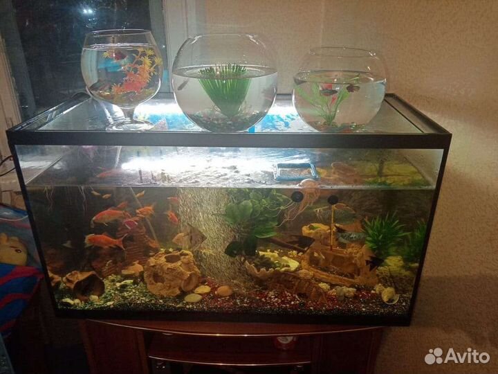 Аквариум с рыбками