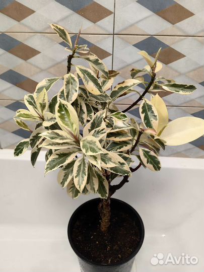 Фикус мелани вариегатный взрослый и черенок