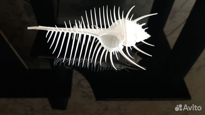 Морская раковина