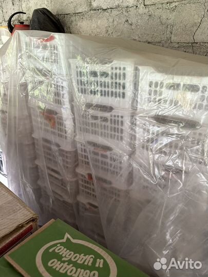 Пластиковые ящики для фруктов, овощей и ягод