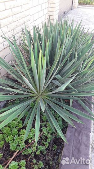 Для дизайна сада, дачи