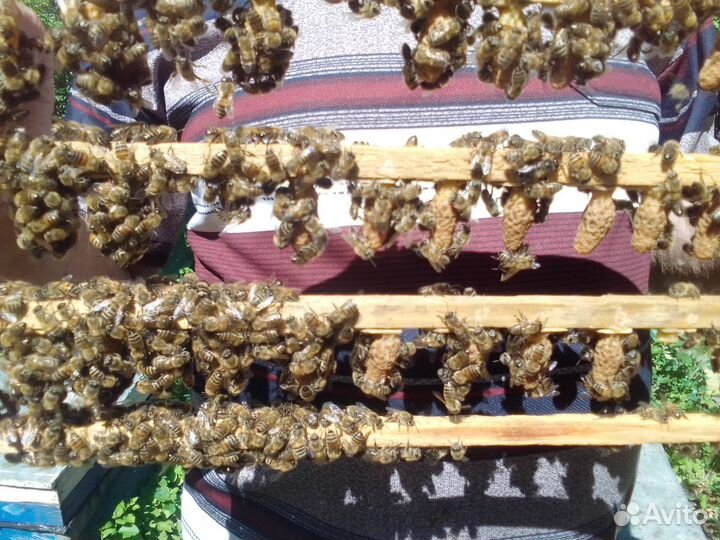 Пчеломатки Карпатка 2024