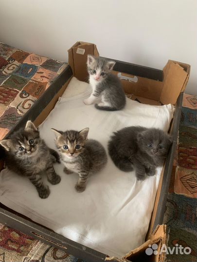 Котята в добрые руки