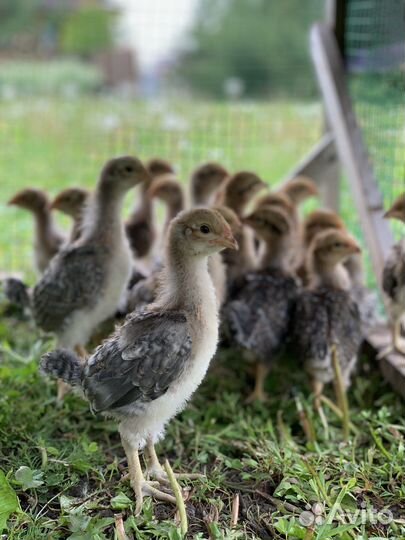 Цыплята породистые