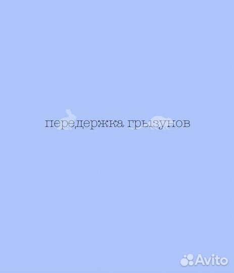 Передержка грызунов