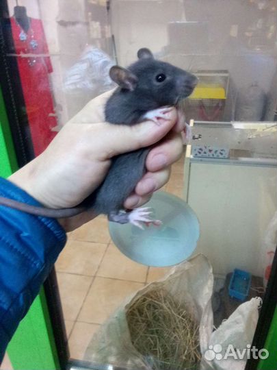 Крыса дамбо