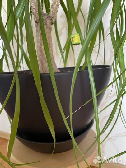 Пальма Нолина (Бокарнея)