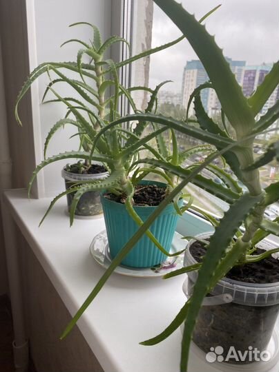 Алоэ лекарственный