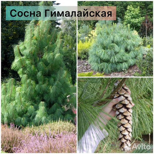 Сосна Веймутова, Румелийская, Гималайская