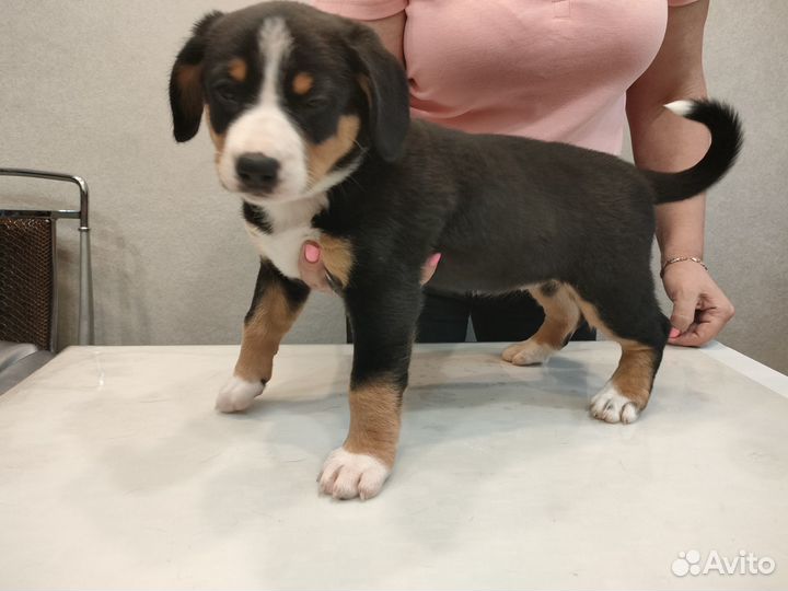 Щенки энтлебухера зенненхунда