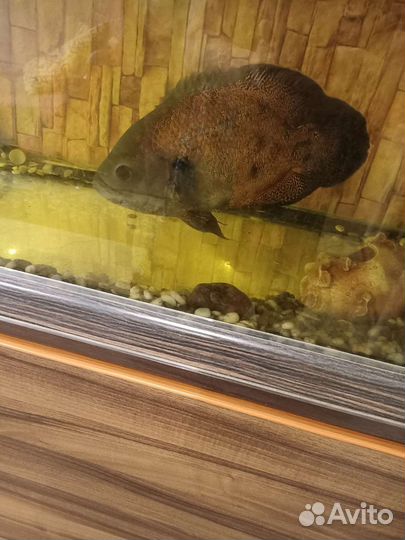 Остронотус- аквариумная рыба