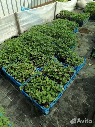 Рассада овощей