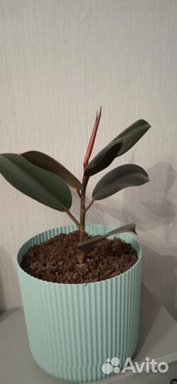 Фикус эластика робуста