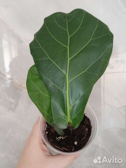 Фикус лирата колумнарис