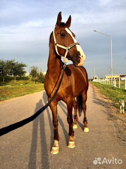 Лошадь в аренду Джамп