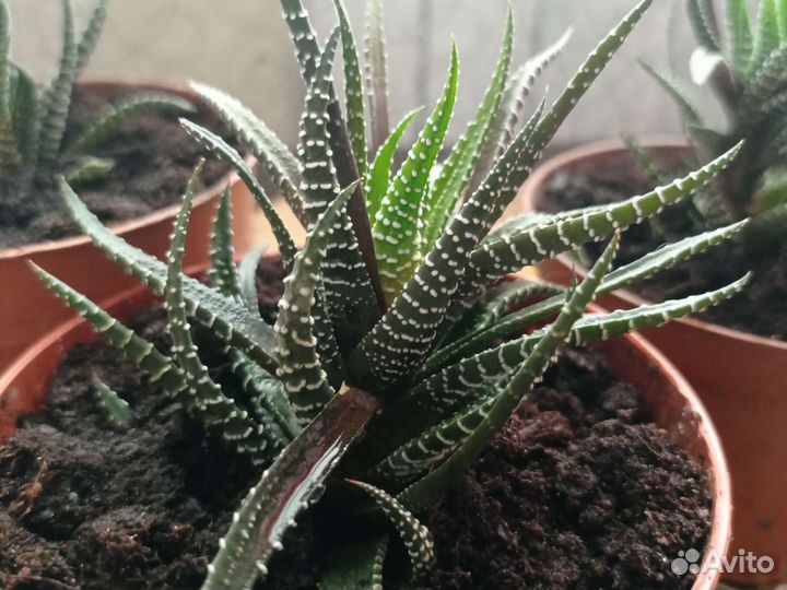 Детки хавортии