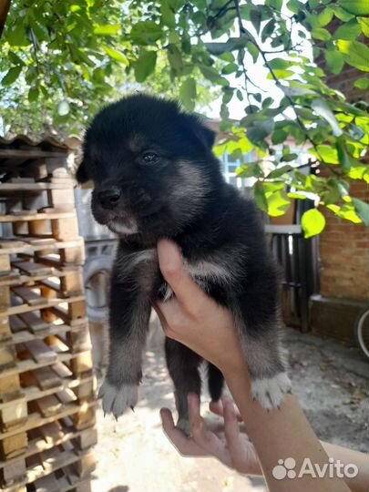 Щенки сибирской хаски мальчики и девочки