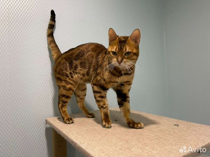 Бенгальский кот