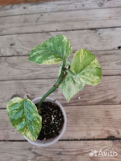 Сциндапсус, эпипренум, пиперомия, ктенанта