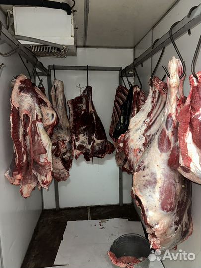 Телятина,баранина Халяль100%