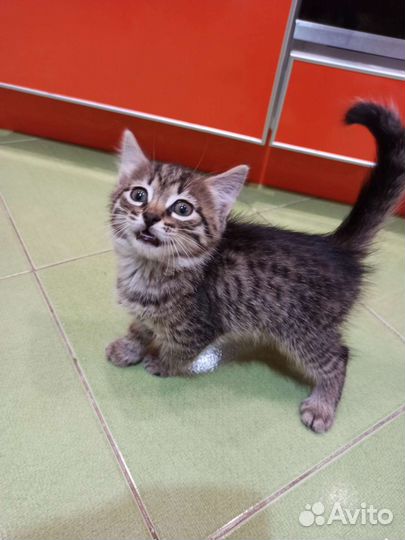 Котенок в дар бесплатно