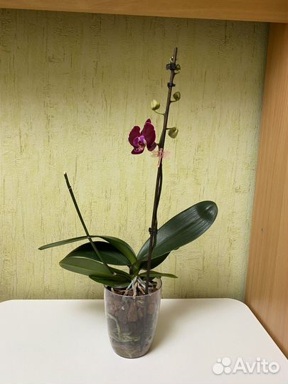 Орхидея фаленопсис