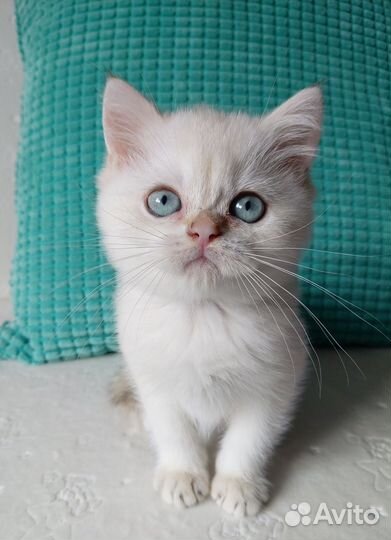 Милый котик