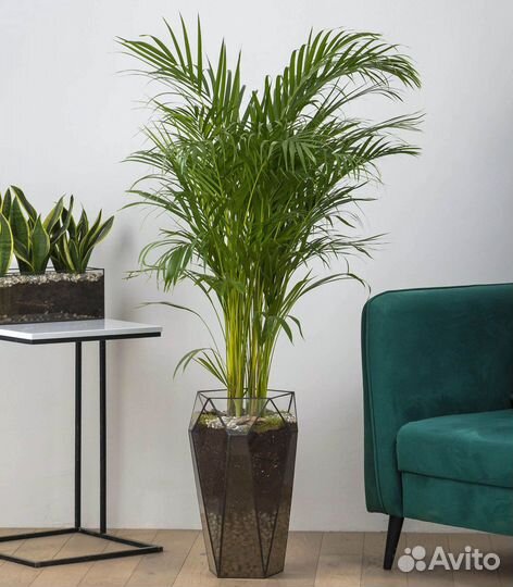Пальма в офис, магазин цветов