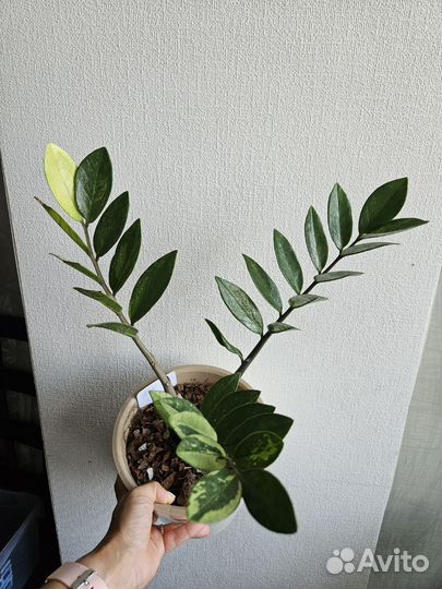 Замиокулькас вариегатный шорт лив