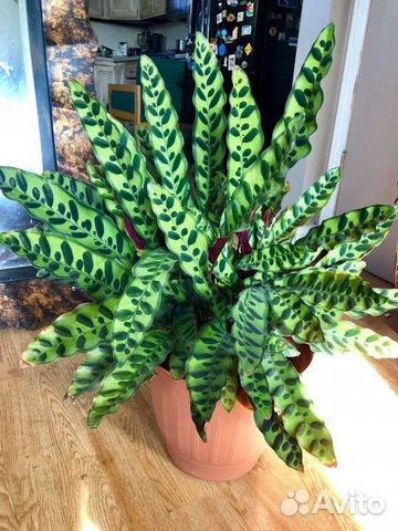 Калатея лансифолия