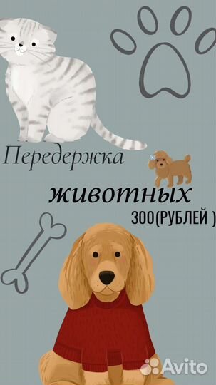 Передержка животных