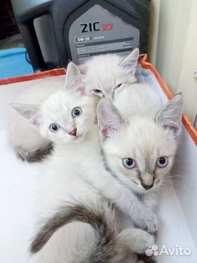 Отдам котят