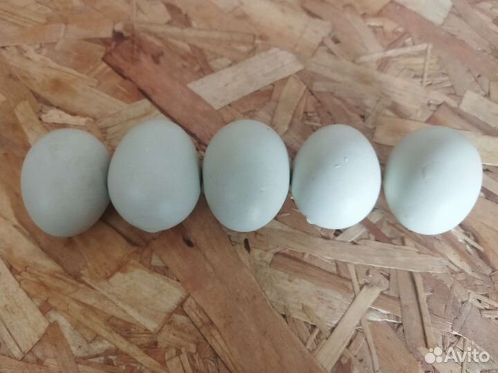 Домашние куриные яйца