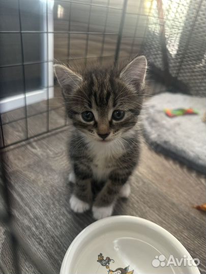 Котята в добрые руки К лотку приучены