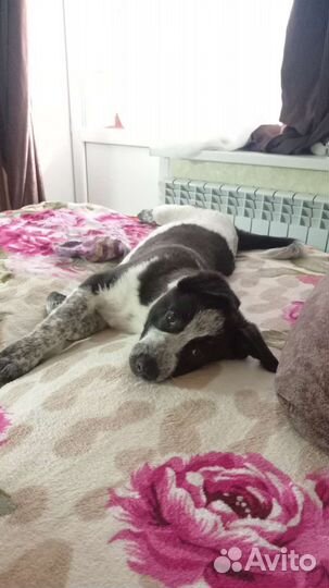 Собака в добрые руки отдам бесплатно