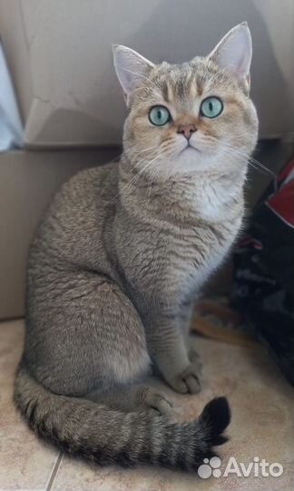 Кот на вязку