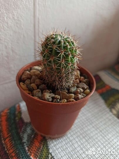 Кактусы и суккуленты